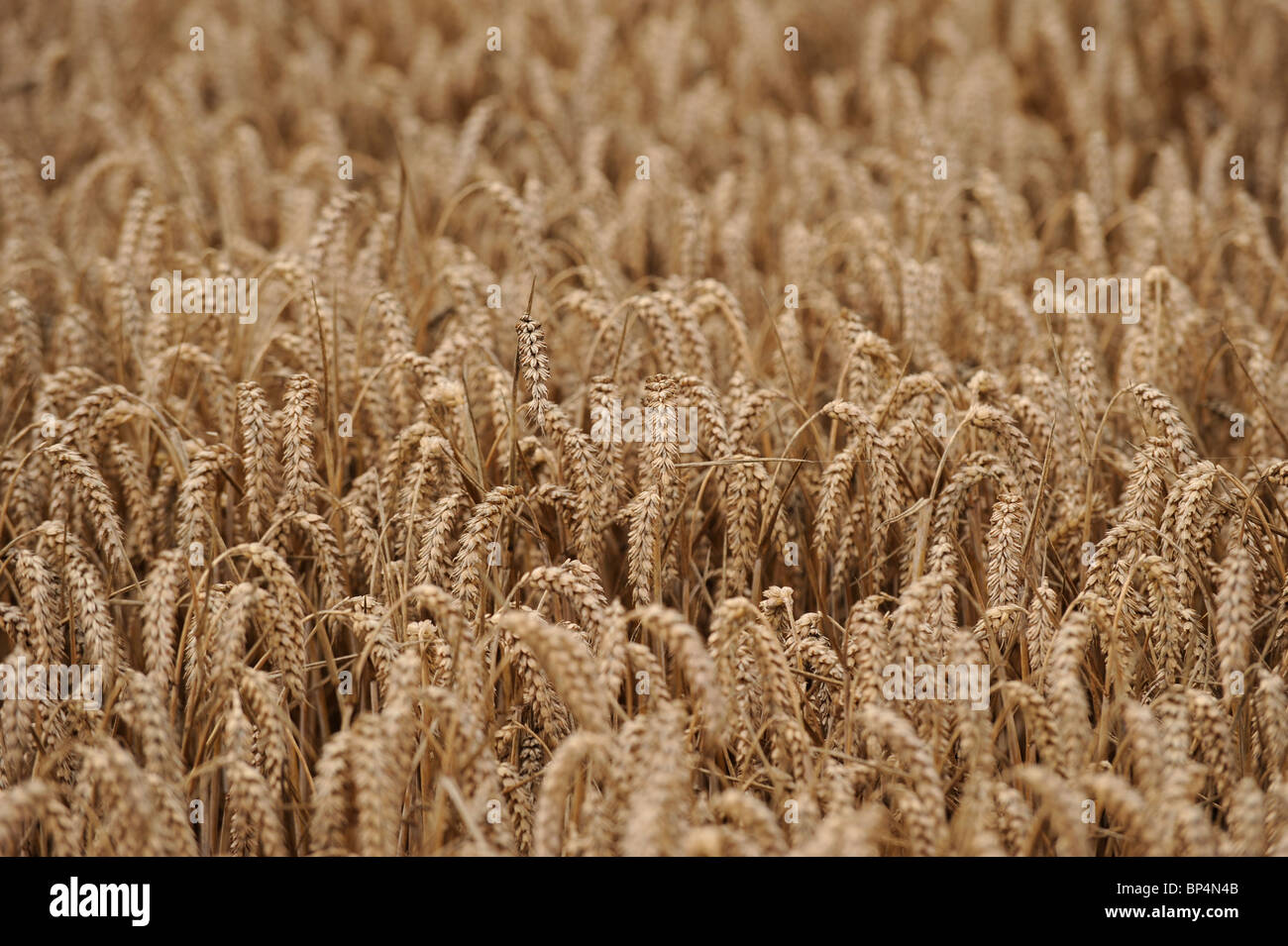 Champ de blé prêt pour récolte Sussex Royaume-Uni Grande-Bretagne Banque D'Images