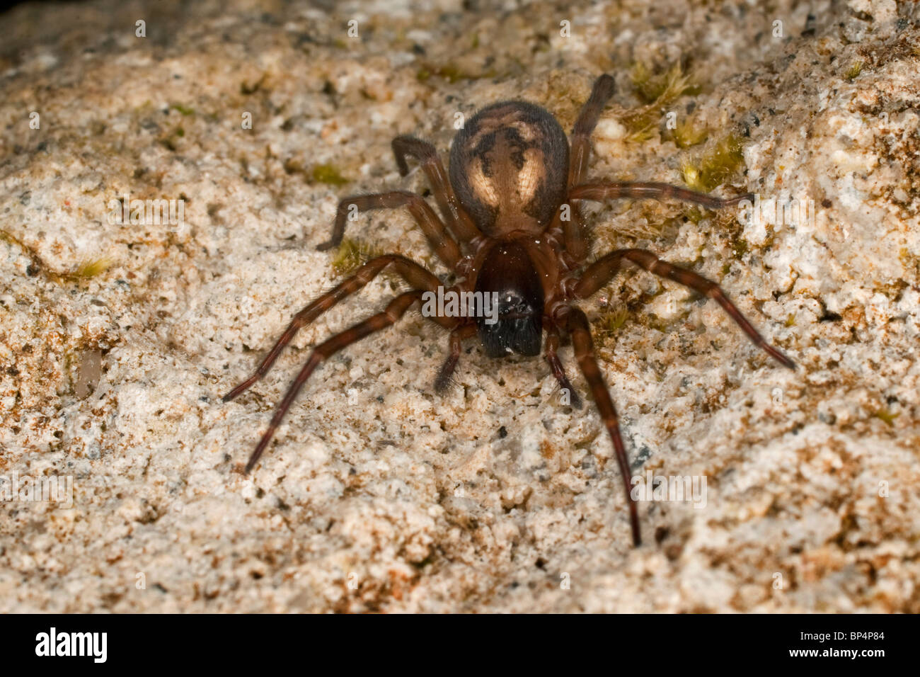 Jardin Araignée Araneus Diadematus () sur un rocher, Cornwall. Photographie de la Lune prise Banque D'Images