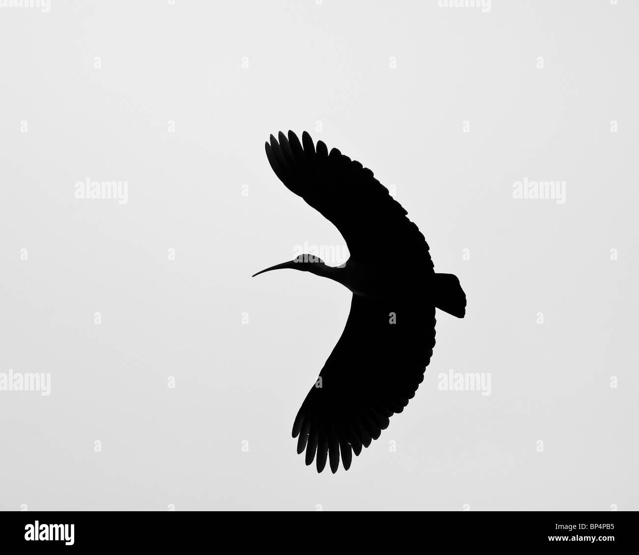 (Bostrychia hagedash Hadeda Ibis), Aberdares, Kenya, septembre 2007 Banque D'Images