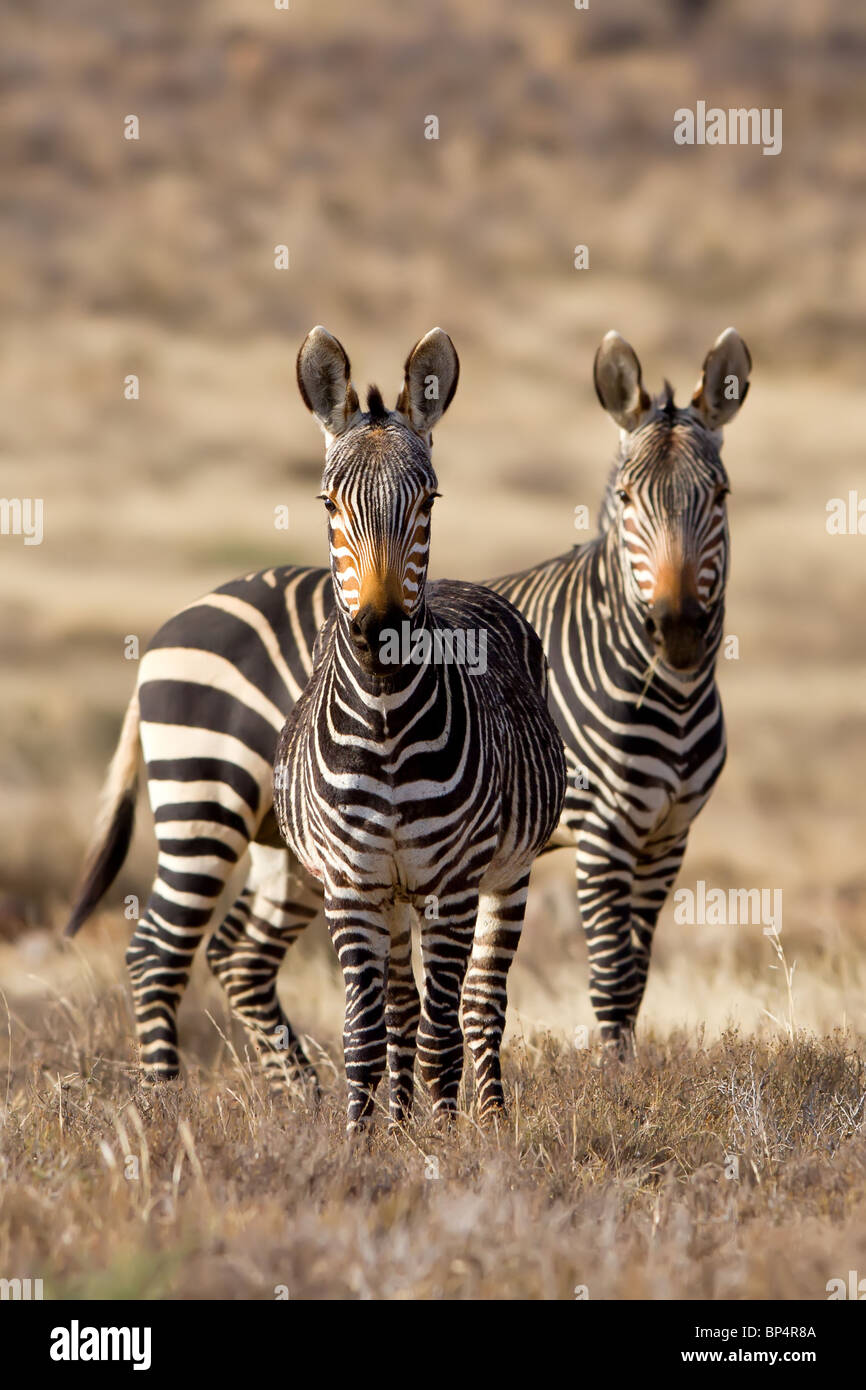 Le zèbre de montagne en voie de disparition, Equus zebra, sur le Karoo plaines d'herbe Banque D'Images