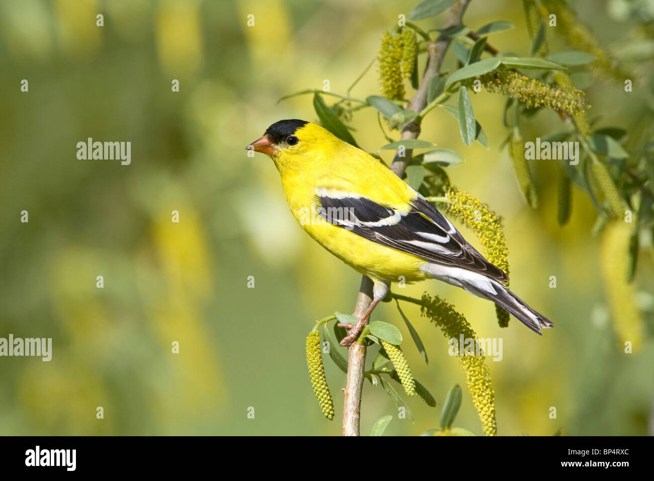 Chardonneret jaune perché dans Willow Tree Banque D'Images