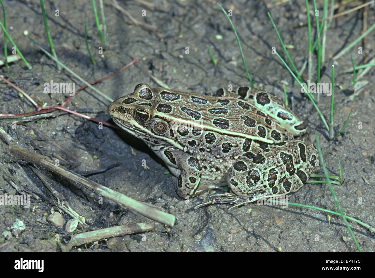 Grenouille léopard des plaines (Lithobates blairi- anciennement Rana blairi), photographiée au parc national de Chatfield, Colorado, États-Unis. Photo prise en juin. Banque D'Images