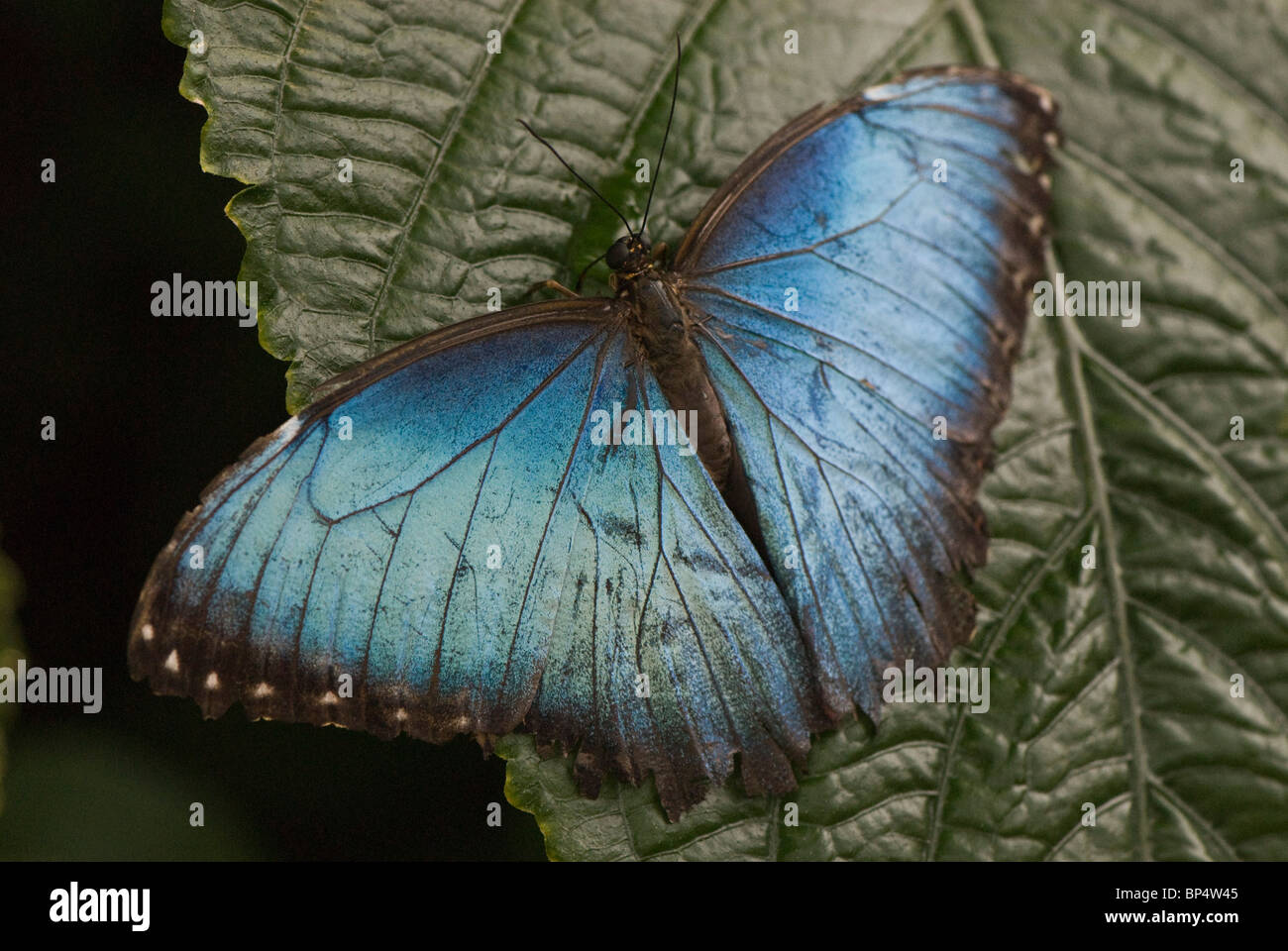 Morpho Peleides Papillon Bleu Banque D'Images