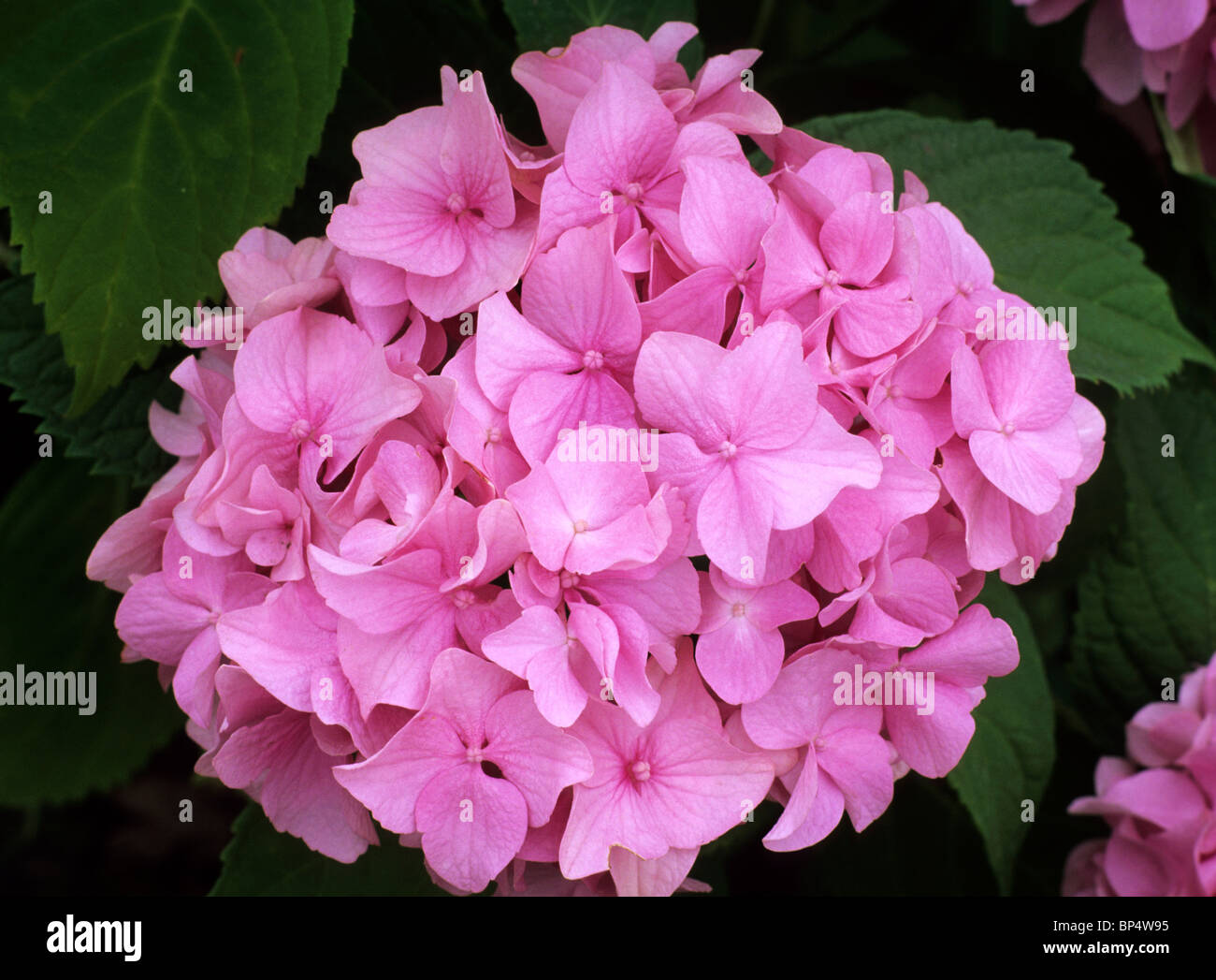 Hydrangea macrophylla 'Bouquet Rose' rose fleur fleurs jardin plantes Banque D'Images