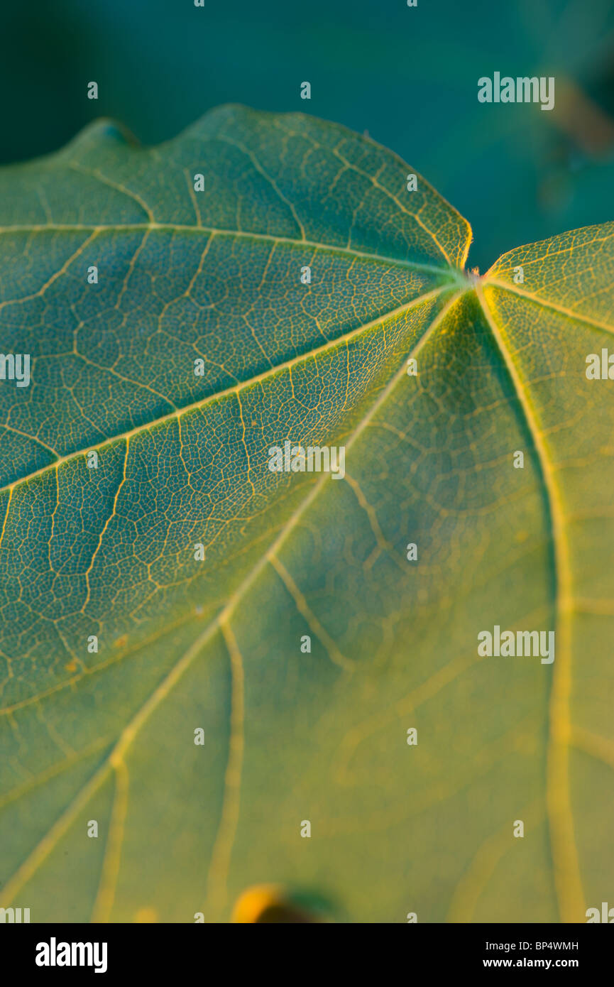 Feuille d'érable avec des veines. La surface de la leaf utilise la photosynthèse pour convertir le dioxyde de carbone en composés organiques. Banque D'Images