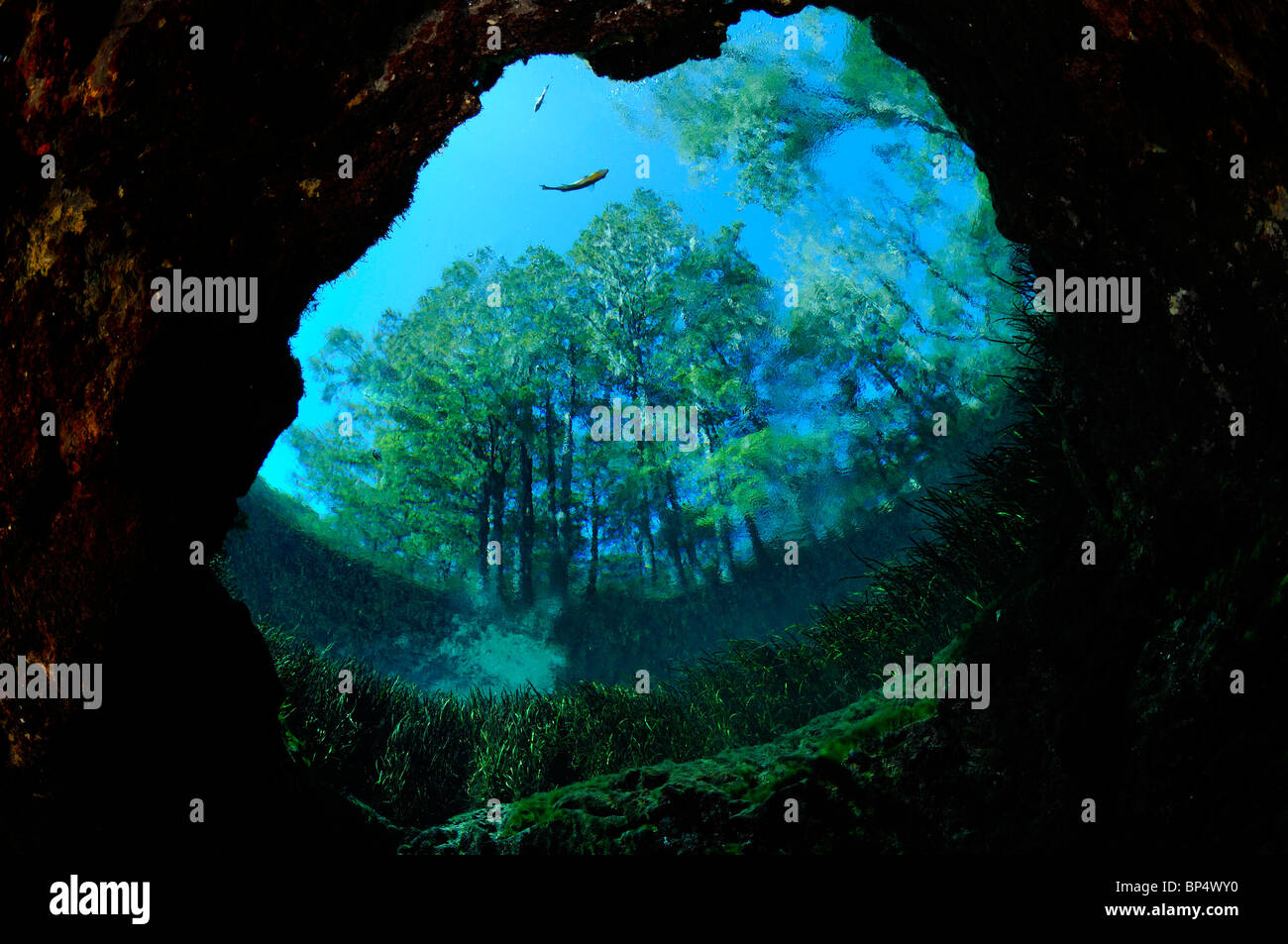 Blue Hole, Ichetucknee State Park, Floride Banque D'Images