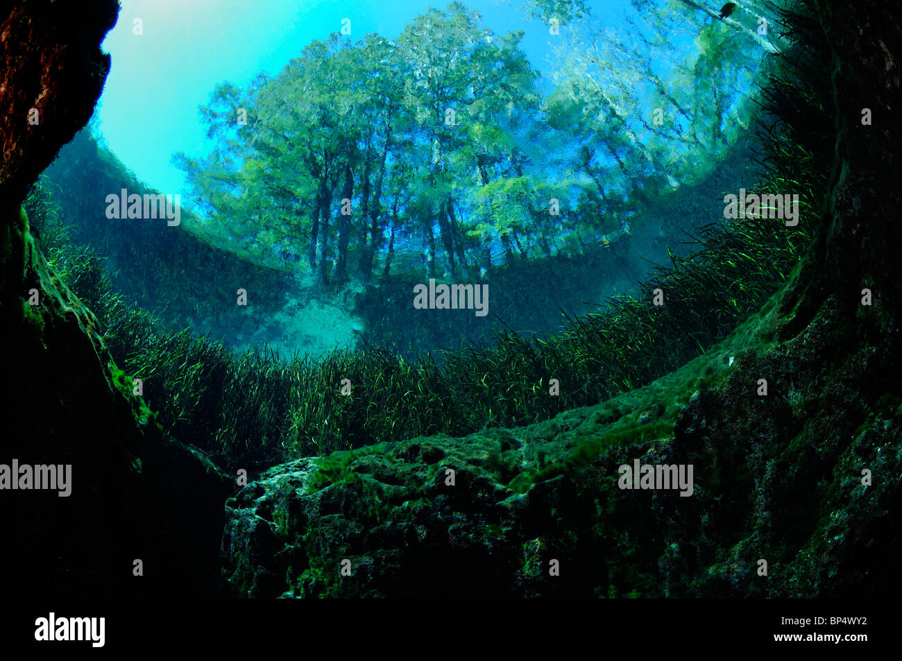 Blue Hole, Ichetucknee State Park, Floride Banque D'Images