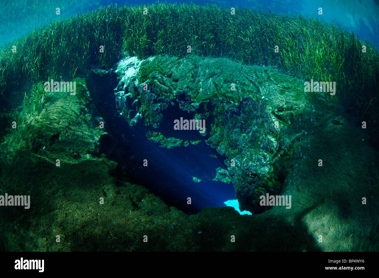 Blue Hole, Ichetucknee State Park, Floride Banque D'Images