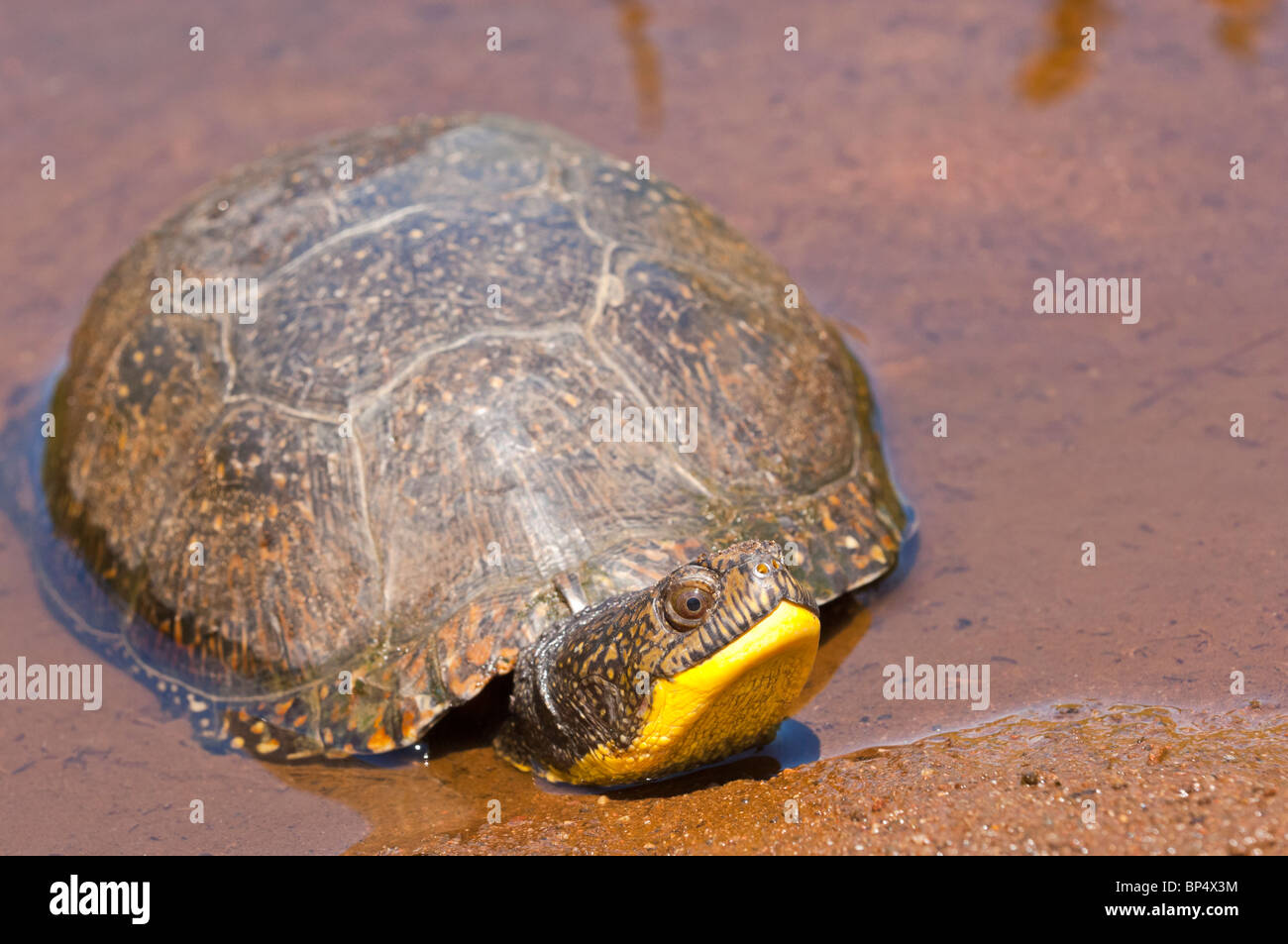 Tortue mouchetée (Emydoidea blandingii, originaire de la région des Grands Lacs d'Amérique du nord du Nebraska à la Nouvelle-Écosse Banque D'Images