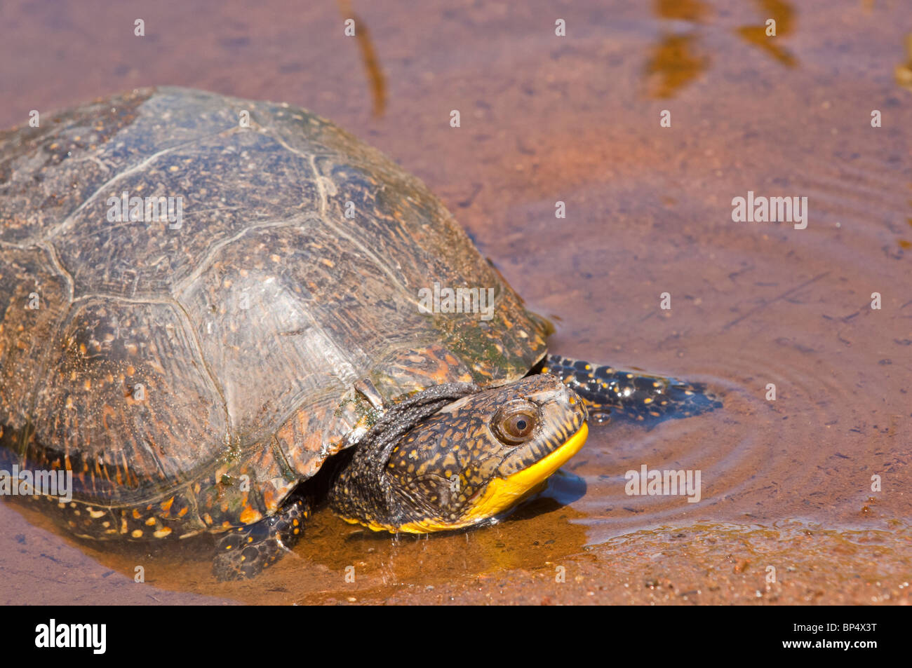 Tortue mouchetée (Emydoidea blandingii, originaire de la région des Grands Lacs d'Amérique du nord du Nebraska à la Nouvelle-Écosse Banque D'Images