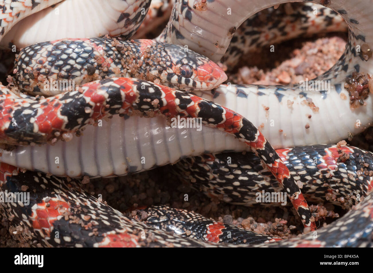Texas long nez serpent, Rhinocheilus lecontei tessellatus, originaire de Texas, Nouveau Mexique, Utah, Colorado, Kansas et au Mexique Banque D'Images