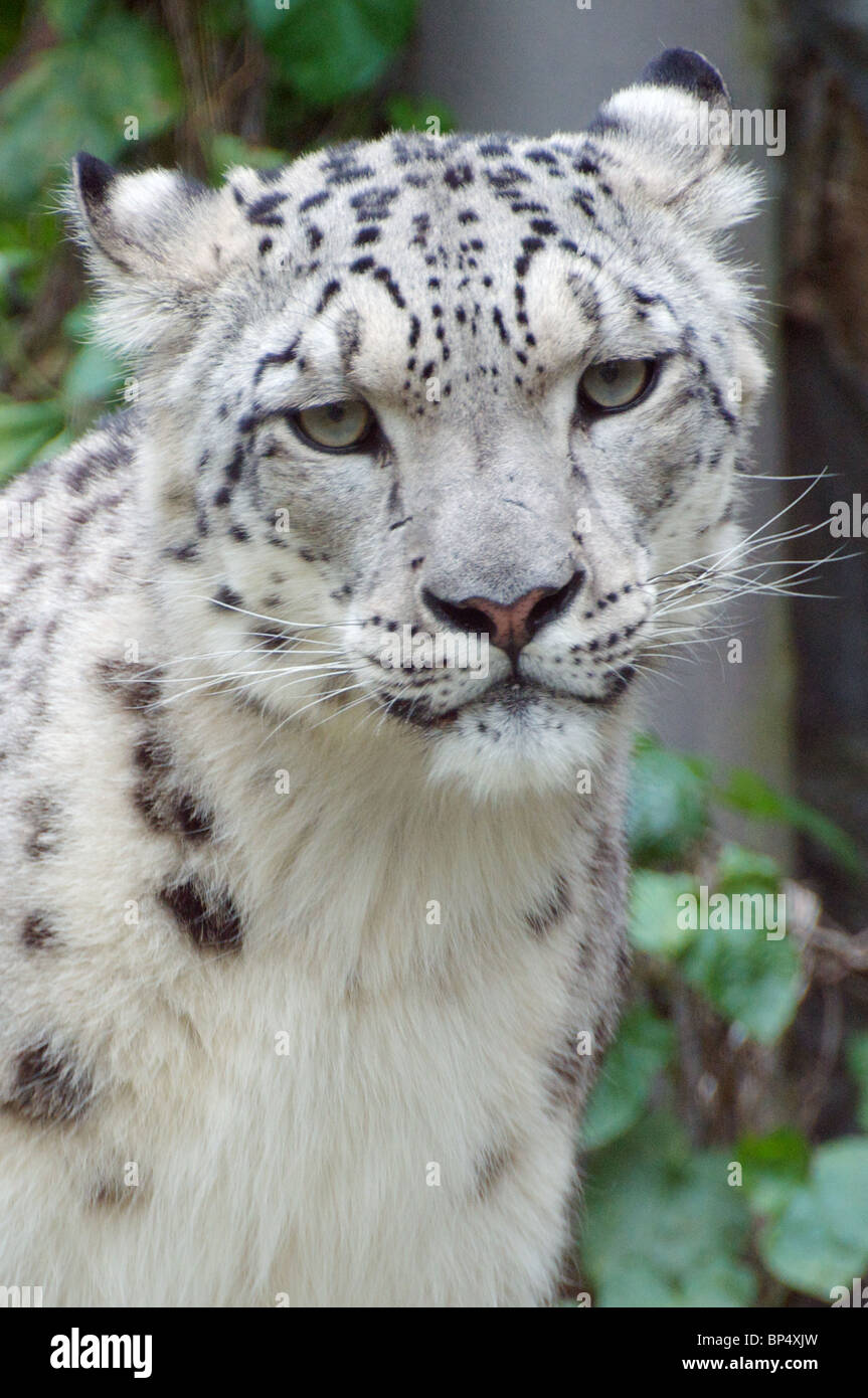 Snow Leopard mâles looking at camera Banque D'Images