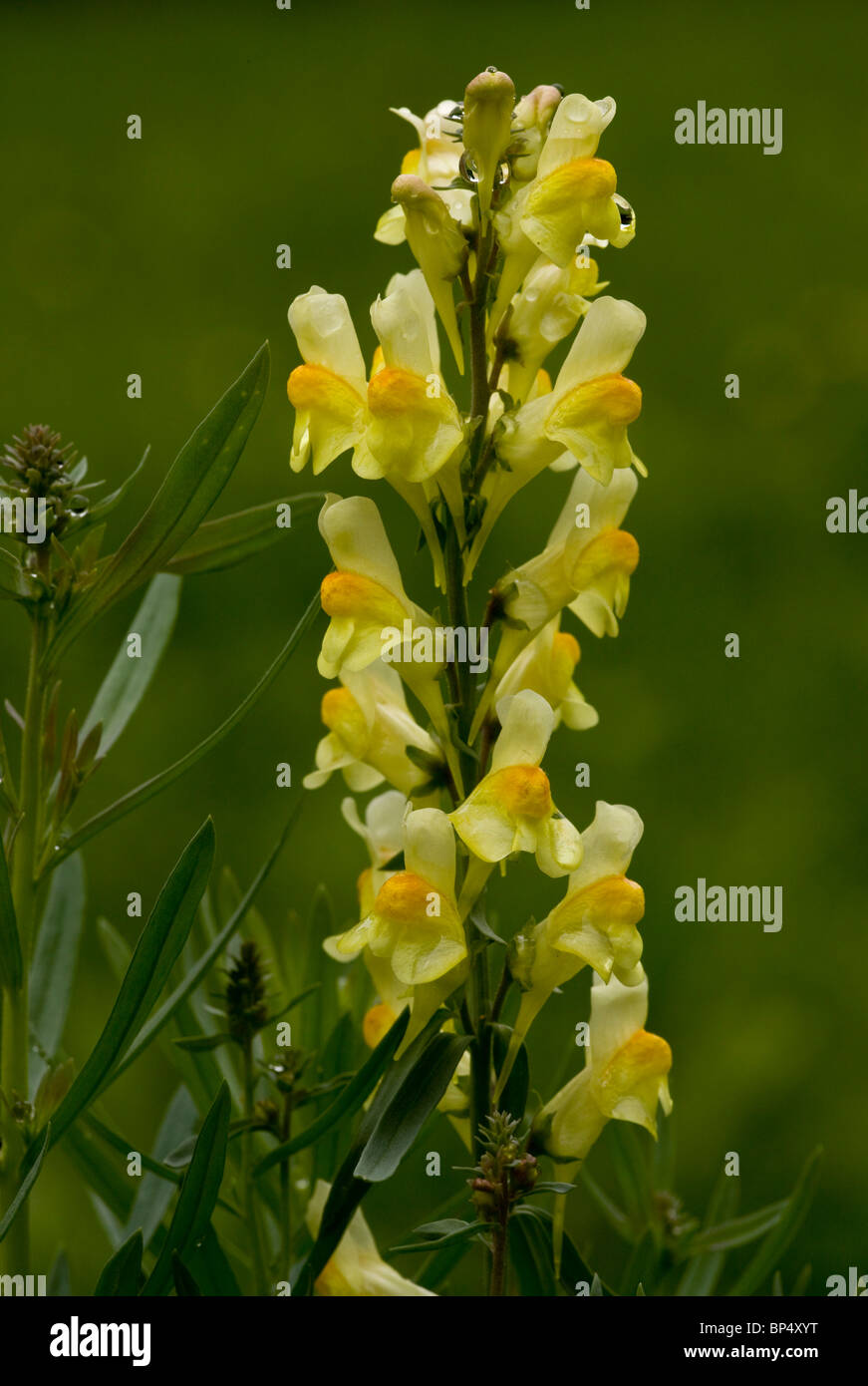 La linaire jaune ou linaire vulgaire, Linaria vulgaris en fleur Banque D'Images
