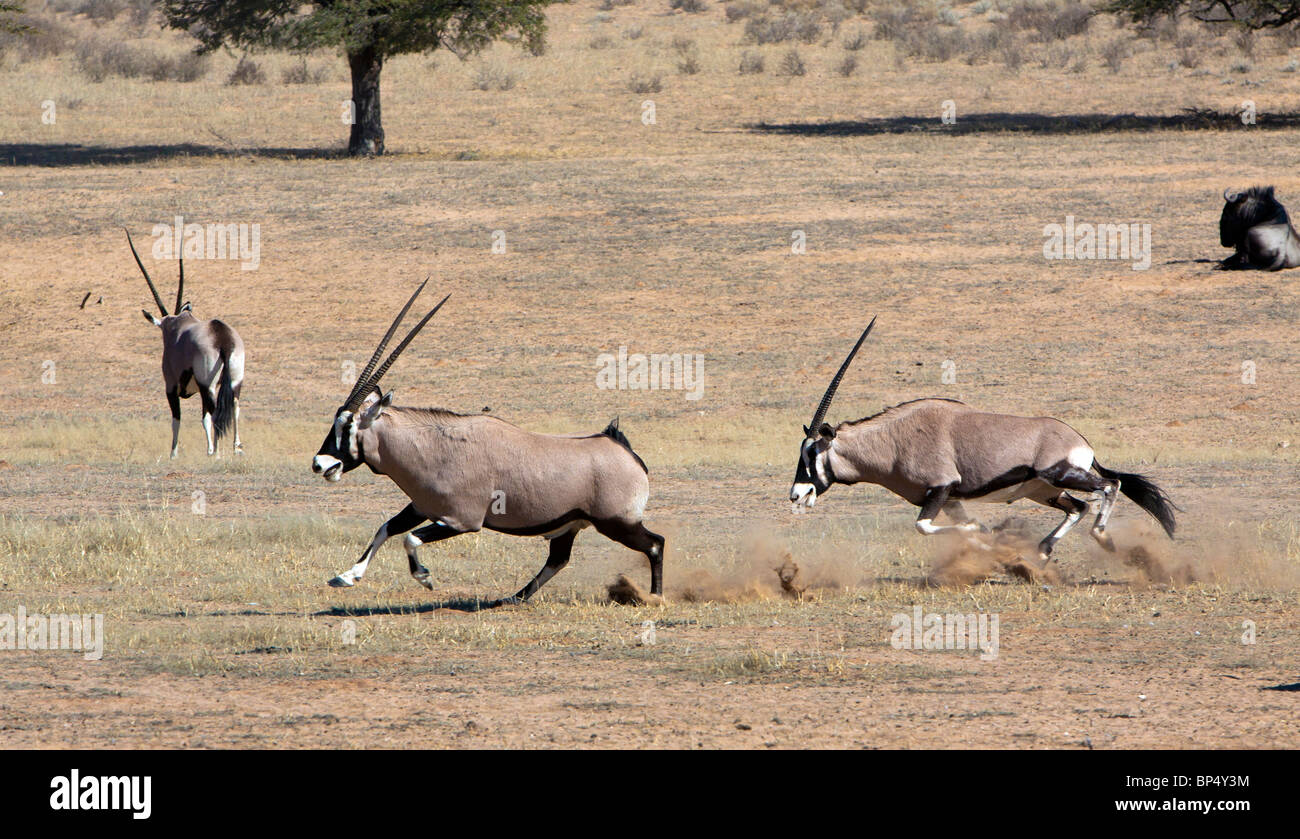 Oryx Tiraillement dans le Kgalagadi Transfrontier National Park en Afrique du Sud et le Botswana Banque D'Images