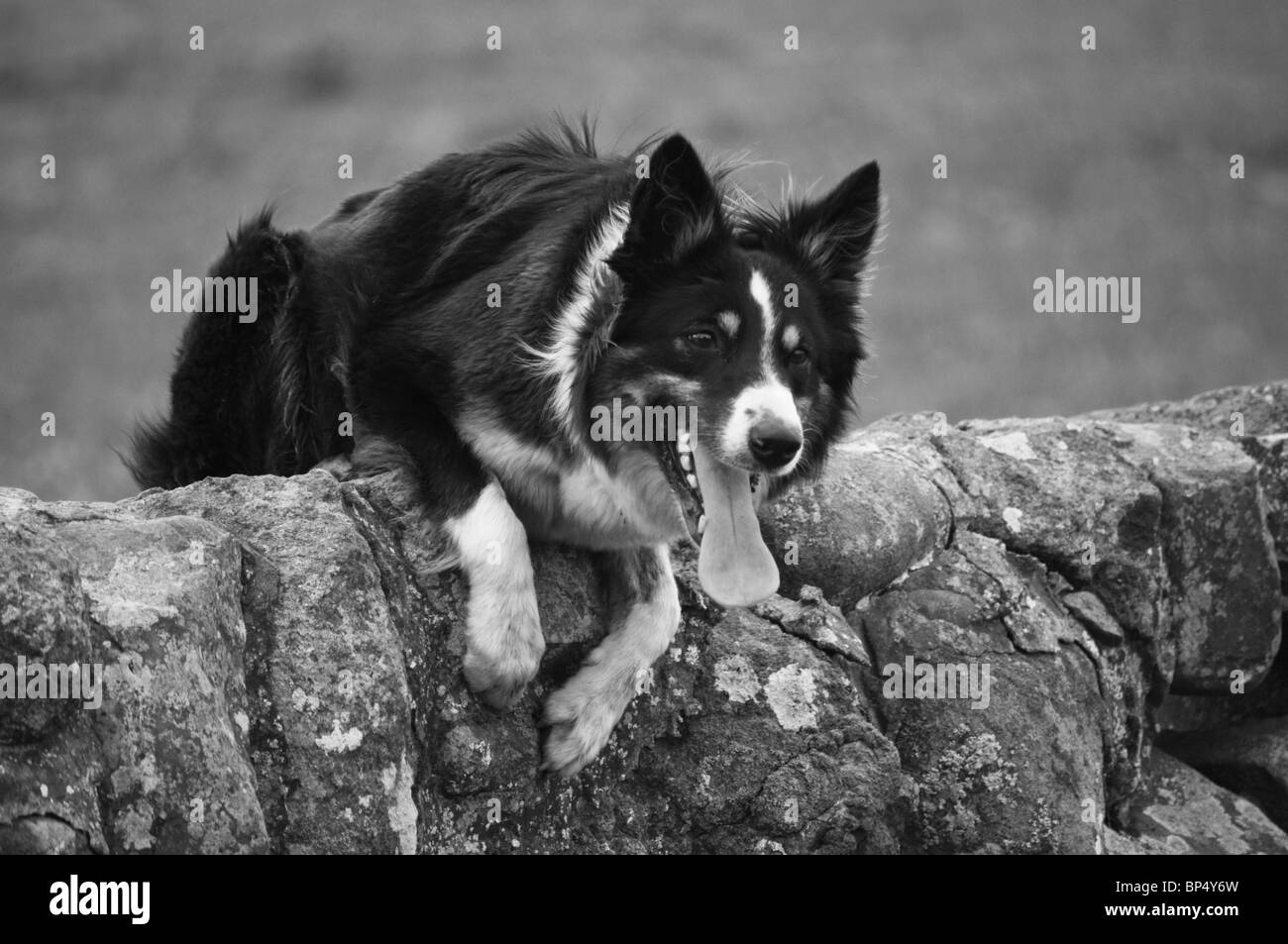 IVOR'S SHEEPDOG JEN TRAVAILLER COLLIE Banque D'Images