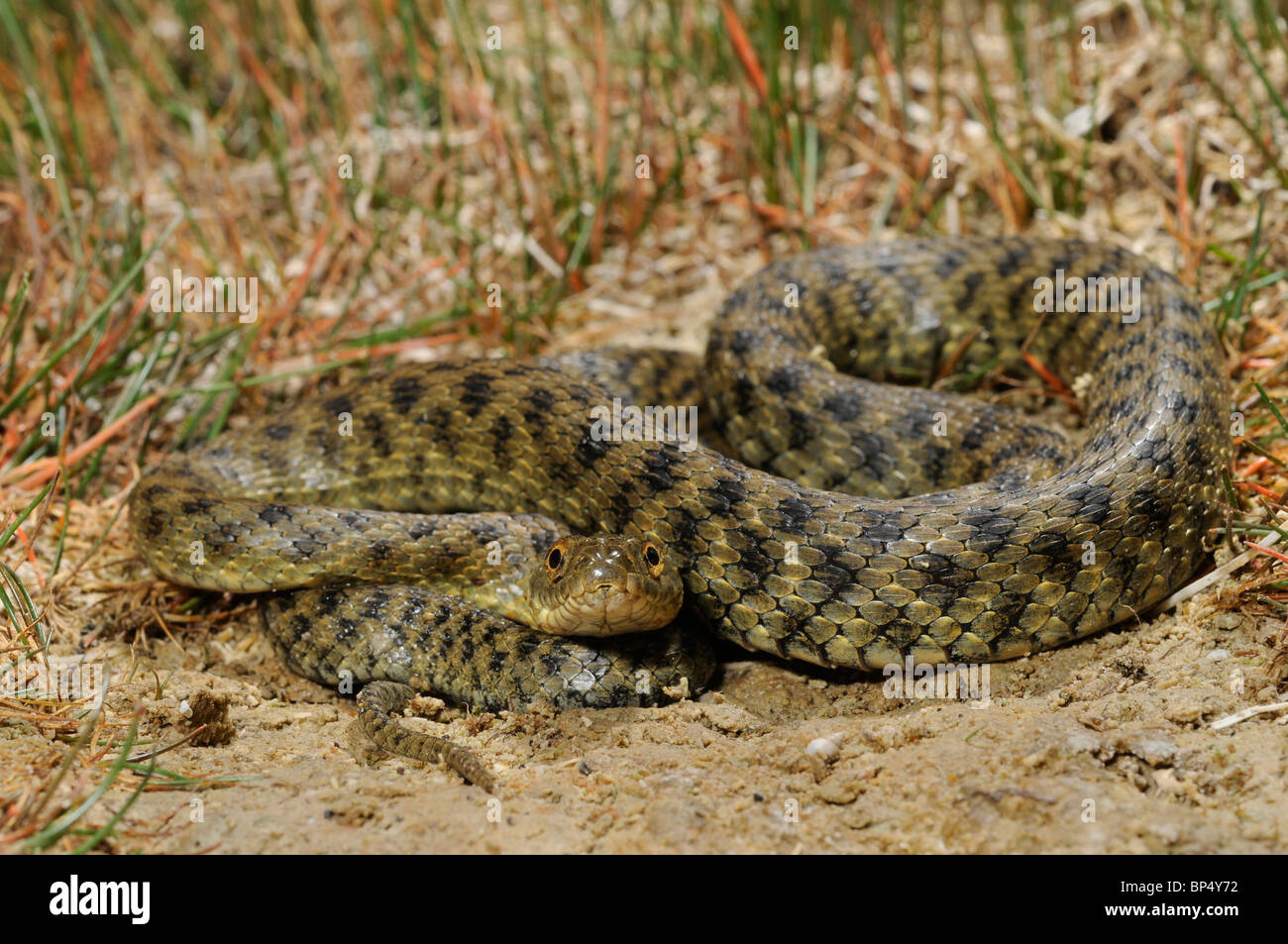 Yam's (Natrix tessellata) serpent, enroulé sur un chemin, la Grèce, le Creta Banque D'Images