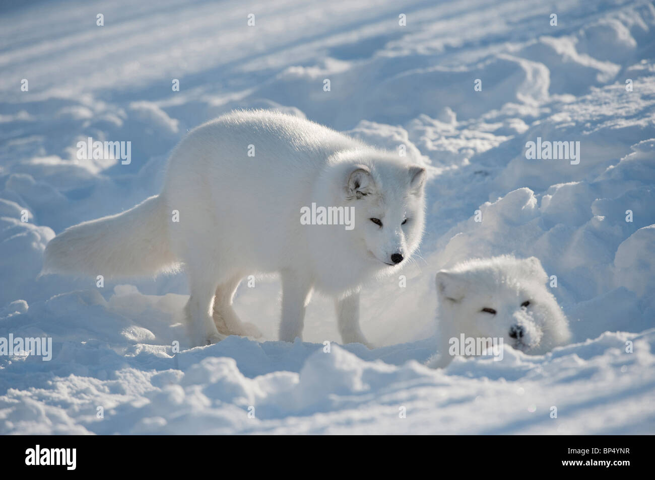 Le renard arctique (Alopex lagopus), paire en manteau d'hiver à den site dans la neige. Banque D'Images