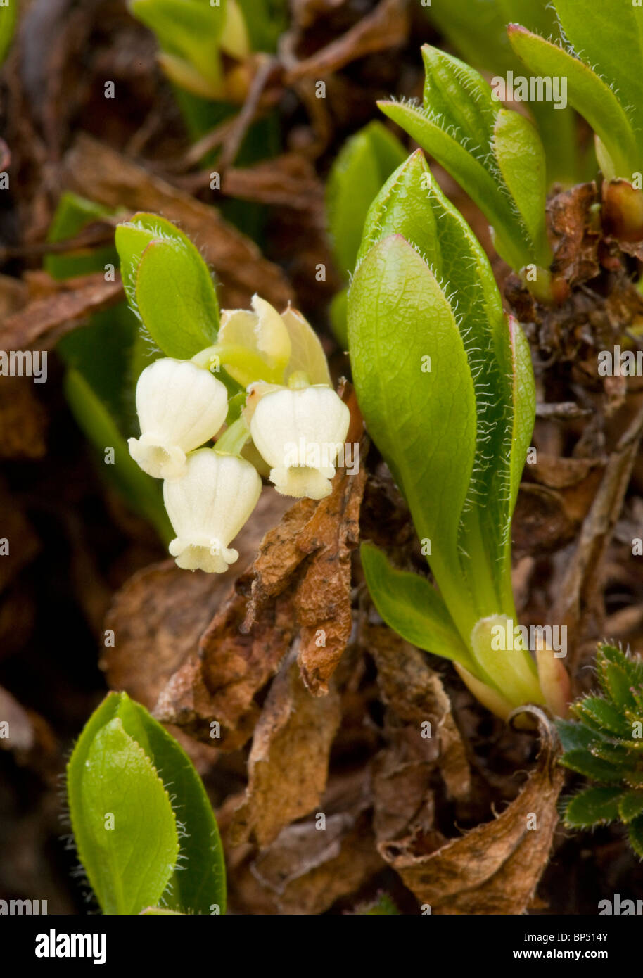 Le raisin d'arctique, Arctostaphylos alpinus  = Arctous alpinus en fleur. Rare dans le nord de la Grande-Bretagne. Banque D'Images