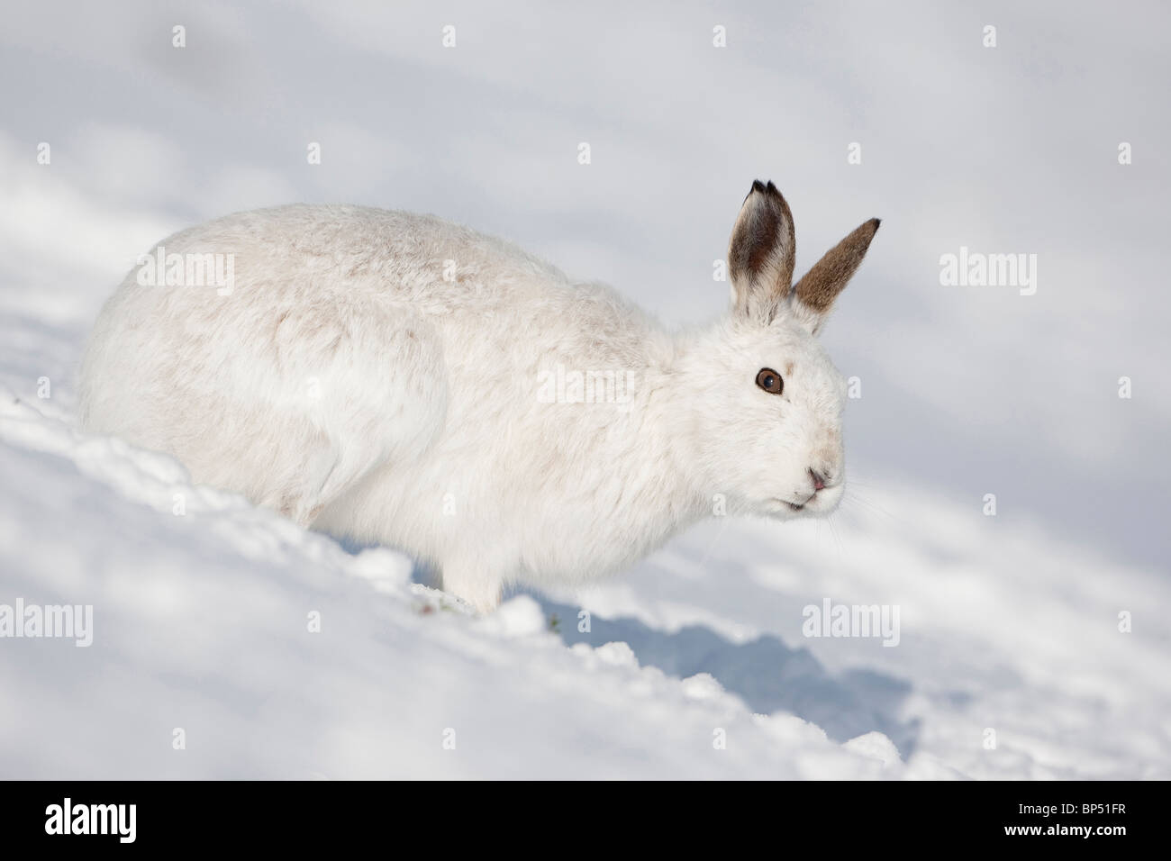 Lièvre variable (Lepus timidus). Homme en manteau d'hiver dans la neige, le Parc National de Cairngorms, en Écosse. Banque D'Images