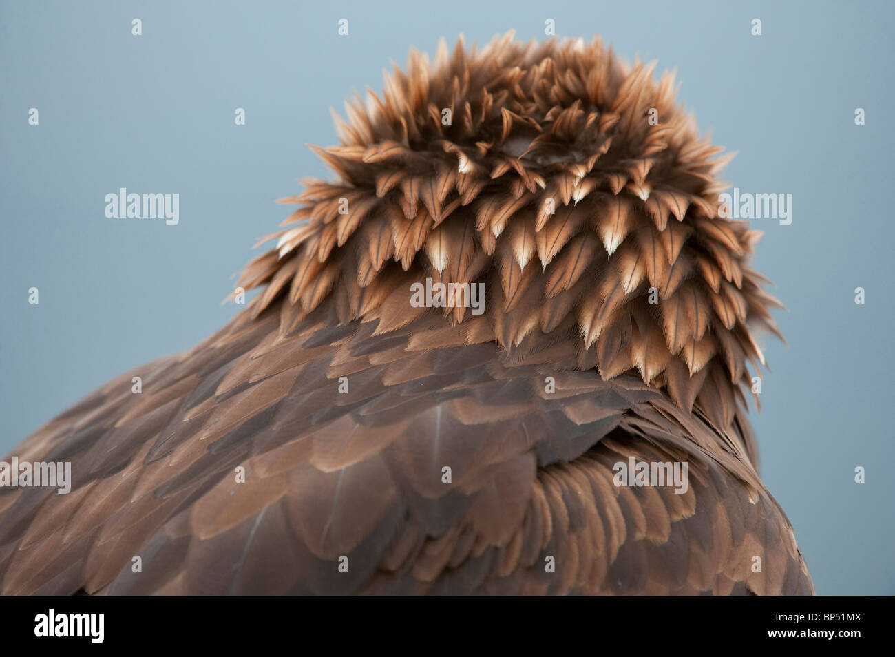 L'Aigle royal (Aquila chrysaetos), close-up de tête de plumes. Banque D'Images