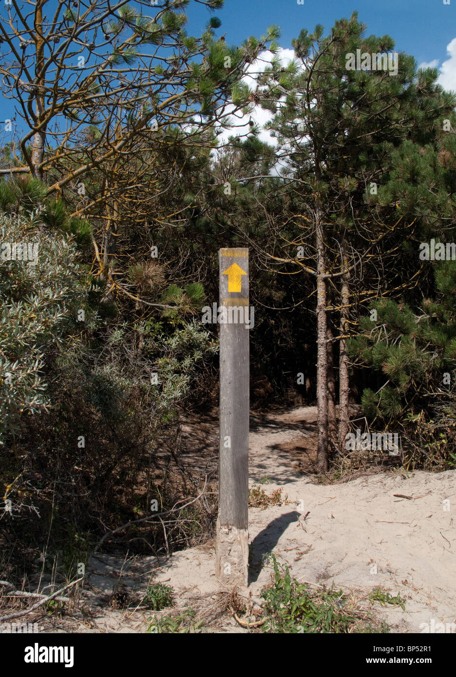 Panneau en bois indiquant la direction en forêt à Le Touquet Banque D'Images