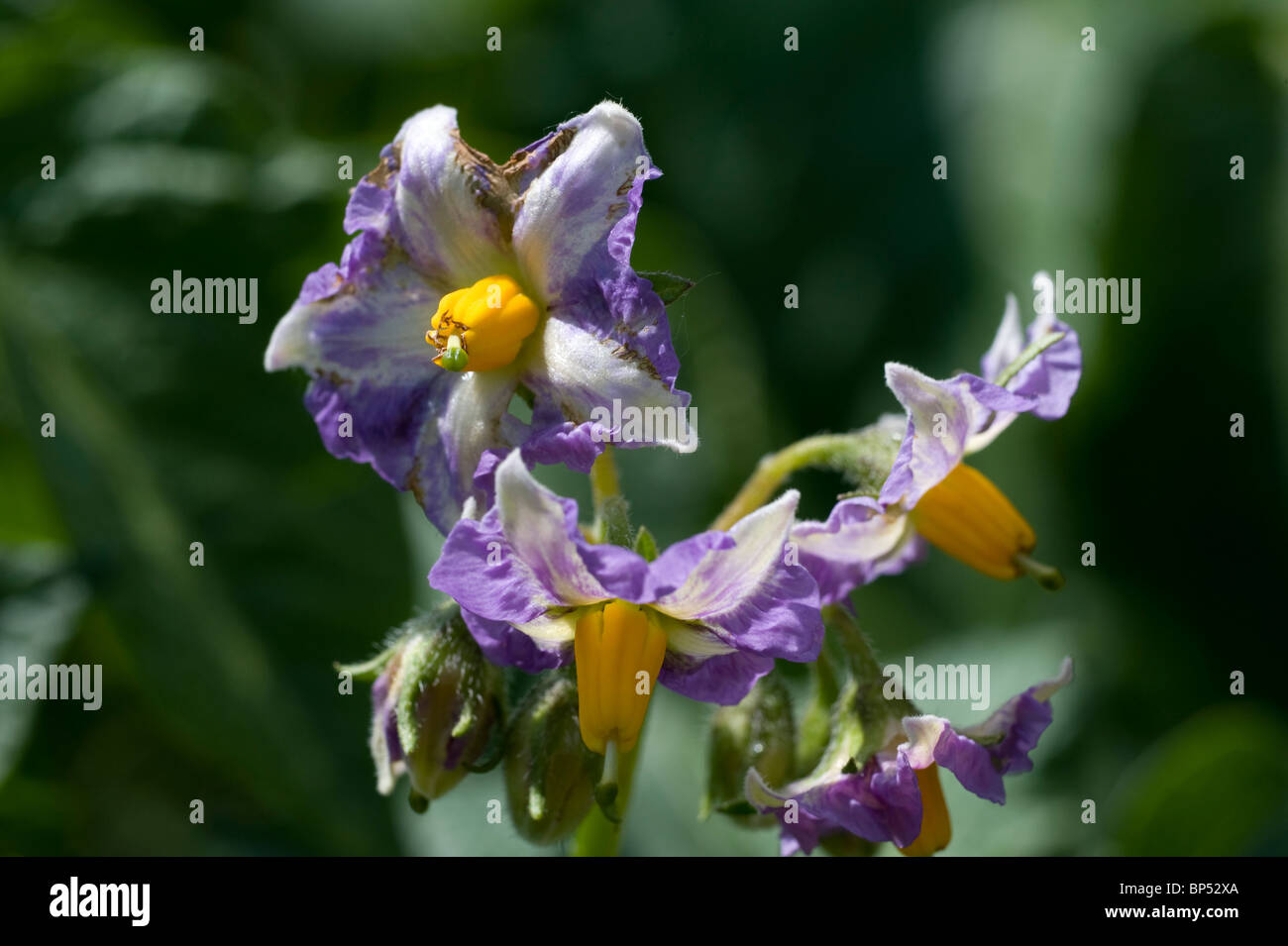 Fleur de pomme de terre (Solanum tuberosum) Banque D'Images