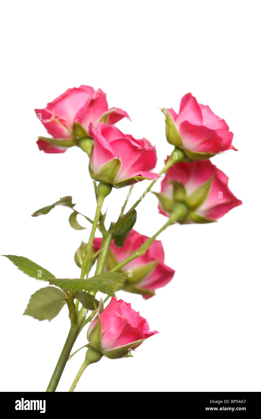 Bouquet de belles roses Banque D'Images