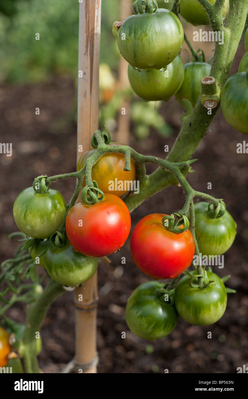 La maturation des tomates jalonnés au début d'août dans un allotissement organique jardin dans le Cambridgeshire. Banque D'Images