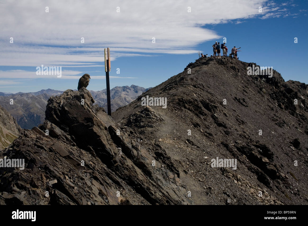 Une Nouvelle Zélande le perroquet alpin Kea près du sommet du pic d'Avalanche, Arthur's Pass, en Nouvelle-Zélande. Banque D'Images Une Nouvelle Zélande le perroquet alpin Kea près du sommet du pic d'Avalanche, Arthur's Pass, en Nouvelle-Zélande. Banque D'Images
