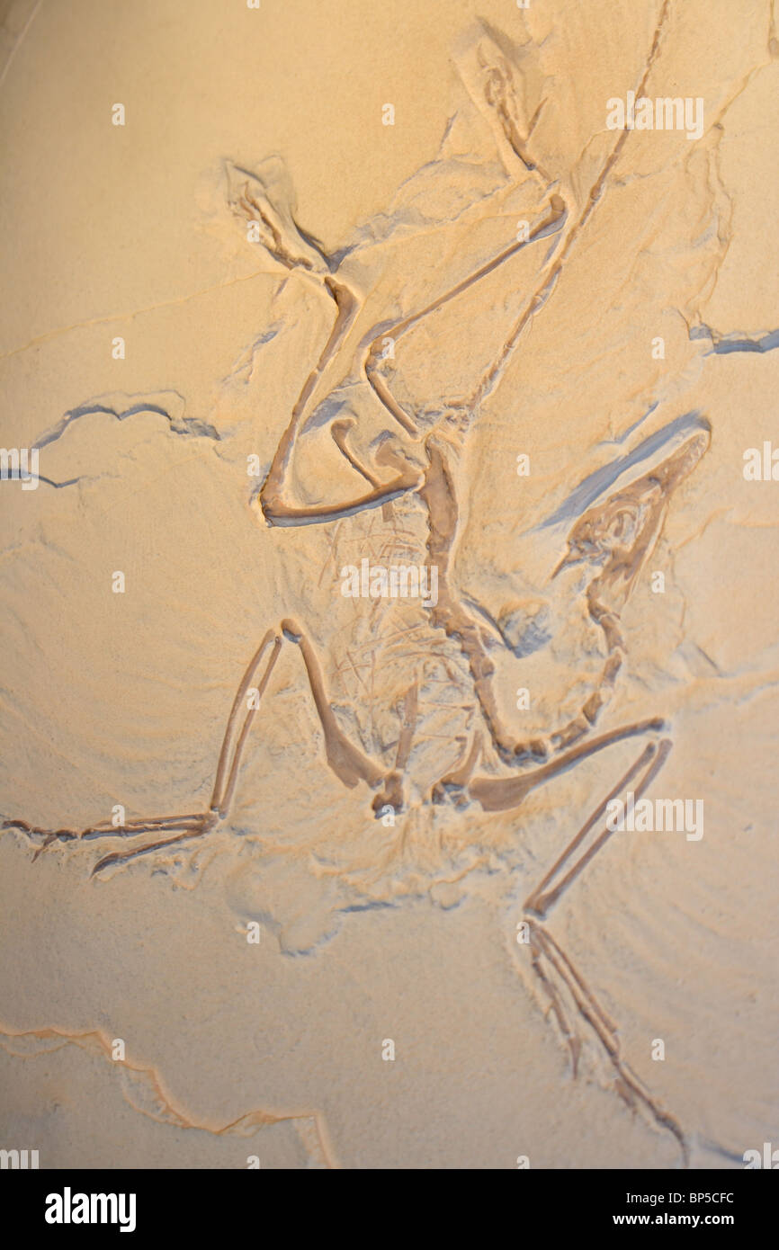 Fossile de dinosaure, Dinosaur Museum, Ensisco Village, La Rioja, Espagne du Nord Banque D'Images