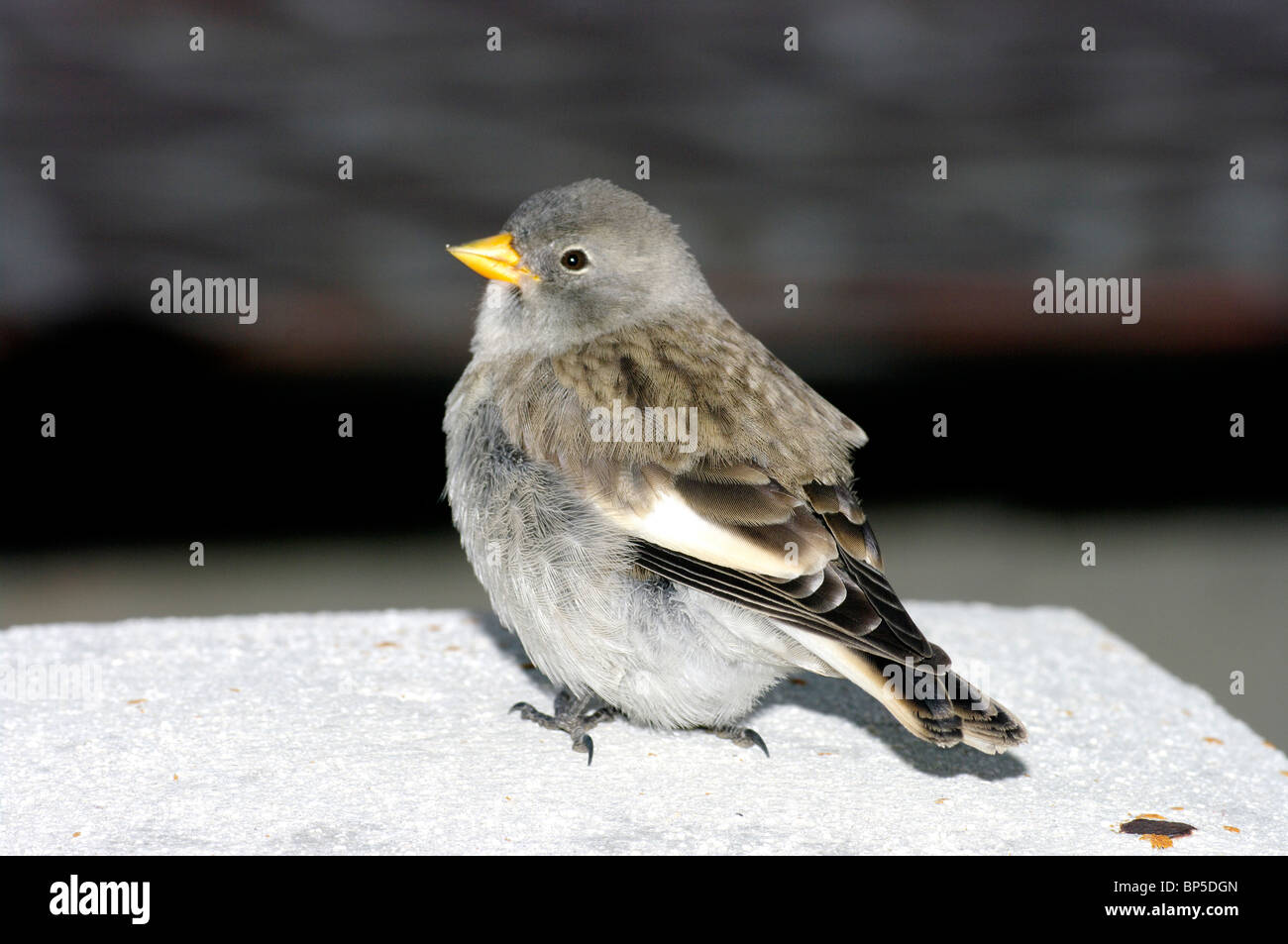 Montifringilla nivalis Finch (neige) - mineur Banque D'Images