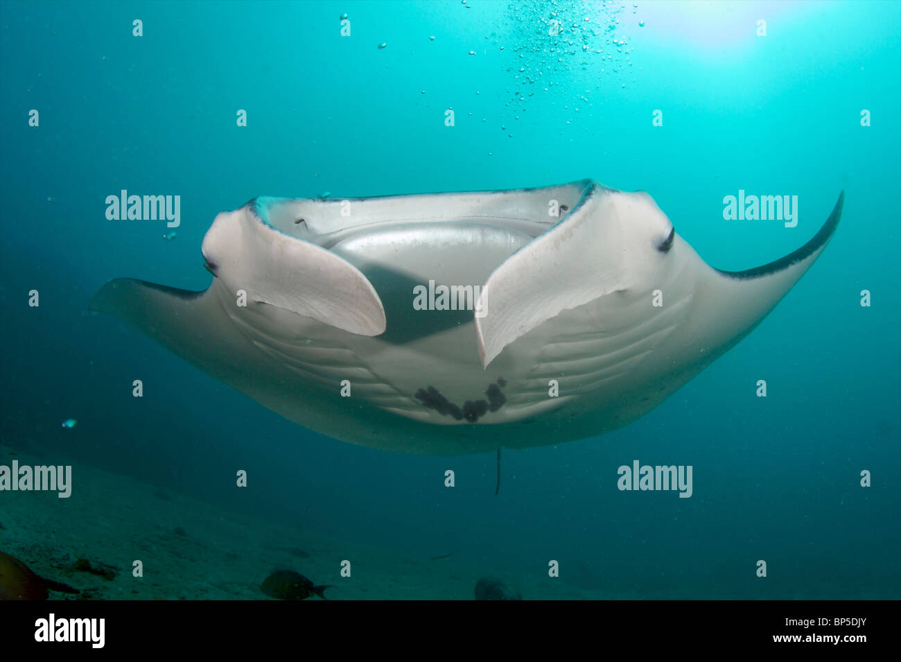 Plongée Micronésie Yap Banque D'Images