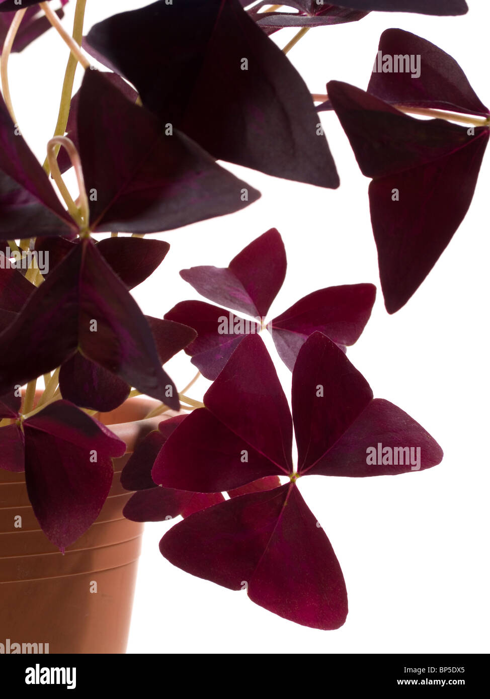 Oxalis triangularis Banque D'Images Oxalis triangularis Banque D'Images