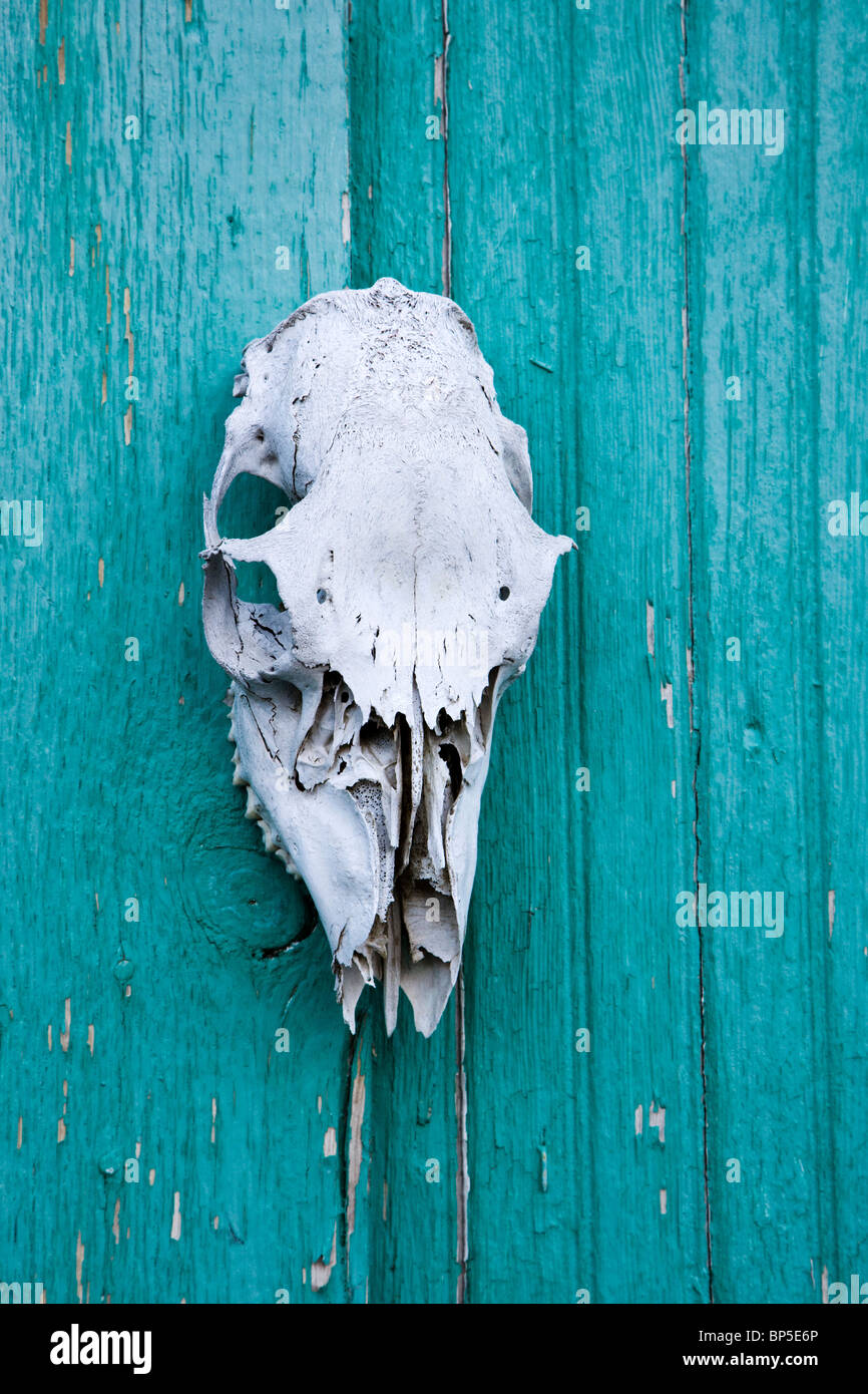 Crâne animal blanchie soleil monté sur une porte de grange bleu vert Banque D'Images