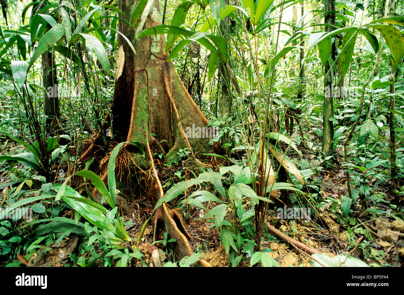 Ceiba Buttress roots. Banque D'Images