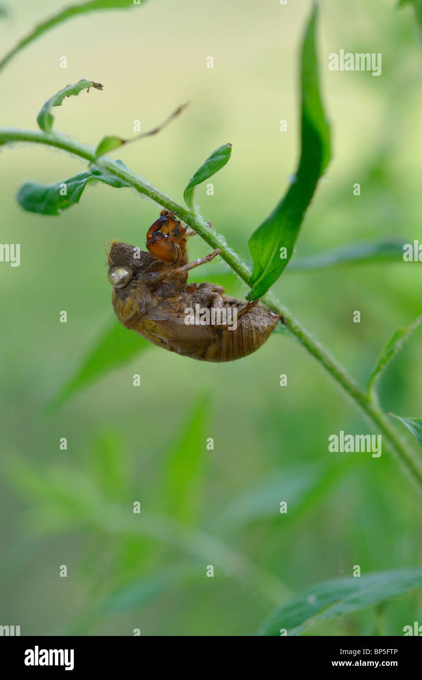 Séché la peau de cigale Banque D'Images
