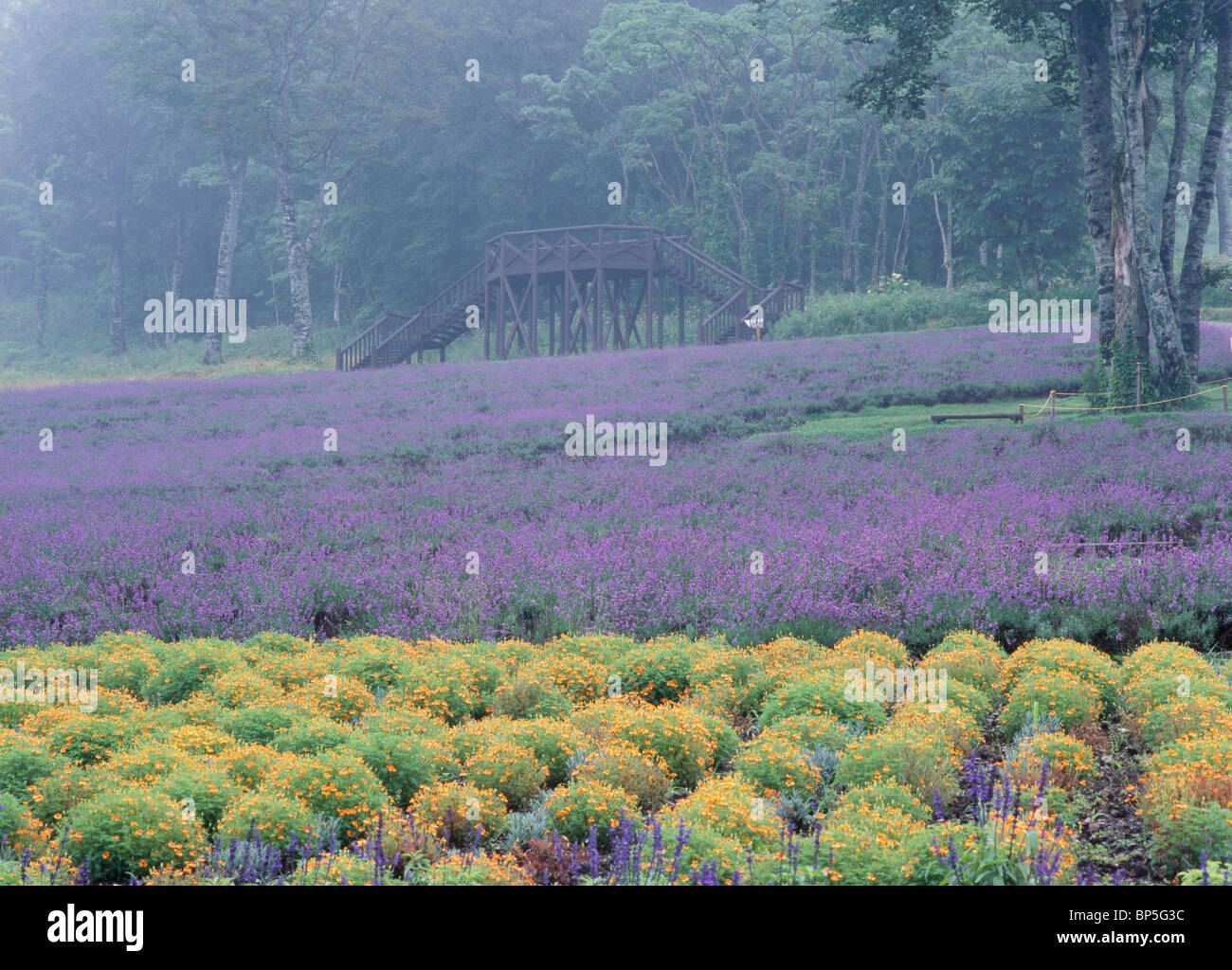 Tanbara Parc Lavande, Numata, Gunma, Japon Banque D'Images