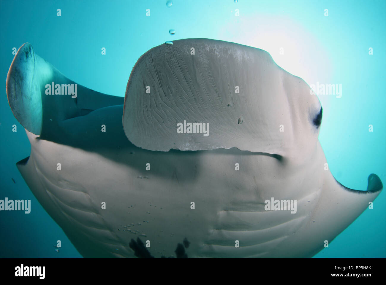 Plongée Micronésie Yap Banque D'Images