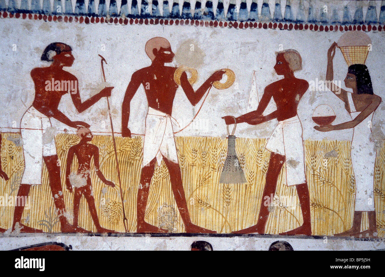 3587. La mesure des champs de blé AUX FINS D'IMPOSITION, une peinture murale de Thèbes, TOMBEAU DE MENNA, 1420 - 1411 av. Banque D'Images