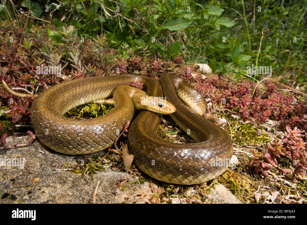 Zamenis longissimus Aesculapian snake (Elaphe longissima), lys, sur une pierre enroulée, Suisse, Jura, Bieler Voir Banque D'Images