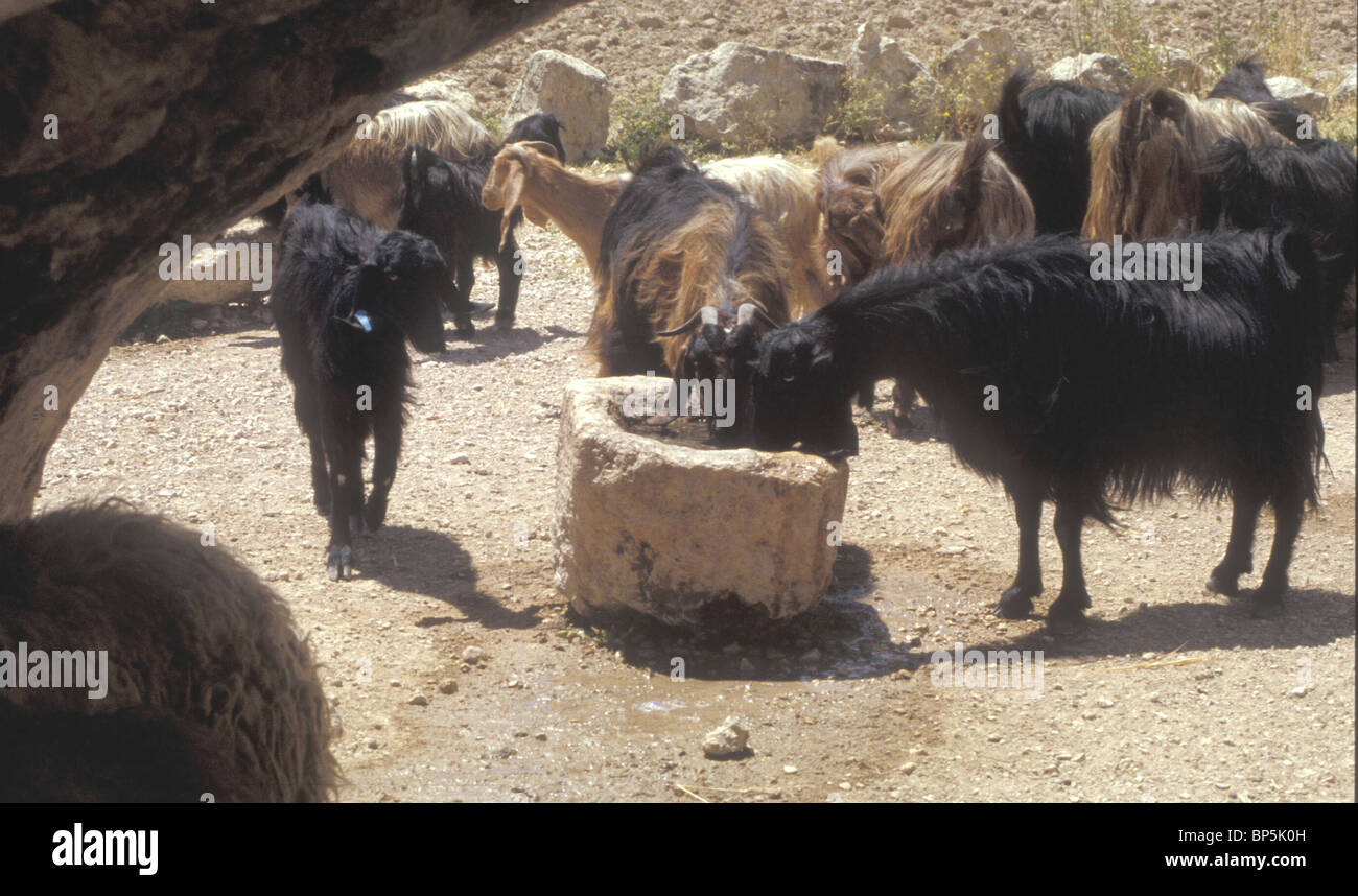 4420. Les chèvres boire d'une auge en pierre sculptée, la Judée, la région d'Hébron Banque D'Images
