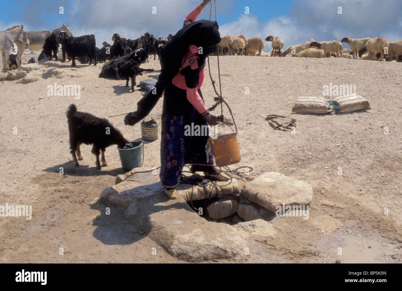 Chaise BÉDOUINE GIRL WATERING CHÈVRES D'UN DÉSERT BIEN DANS LE NÉGUEV Banque D'Images