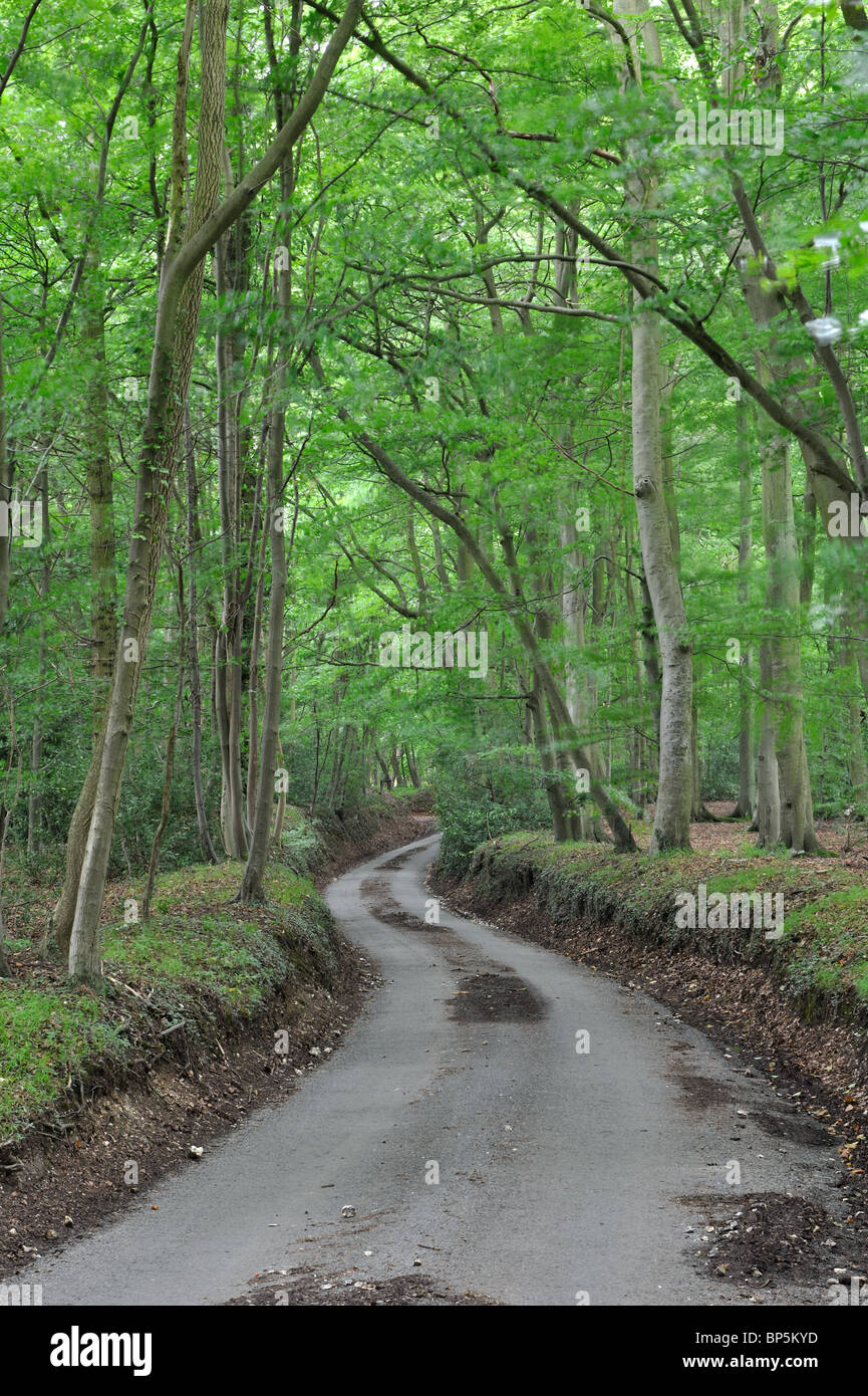 Route bordée d'arbres dans les Chilterns près de Turville, Buckinghamshire, England, UK Banque D'Images