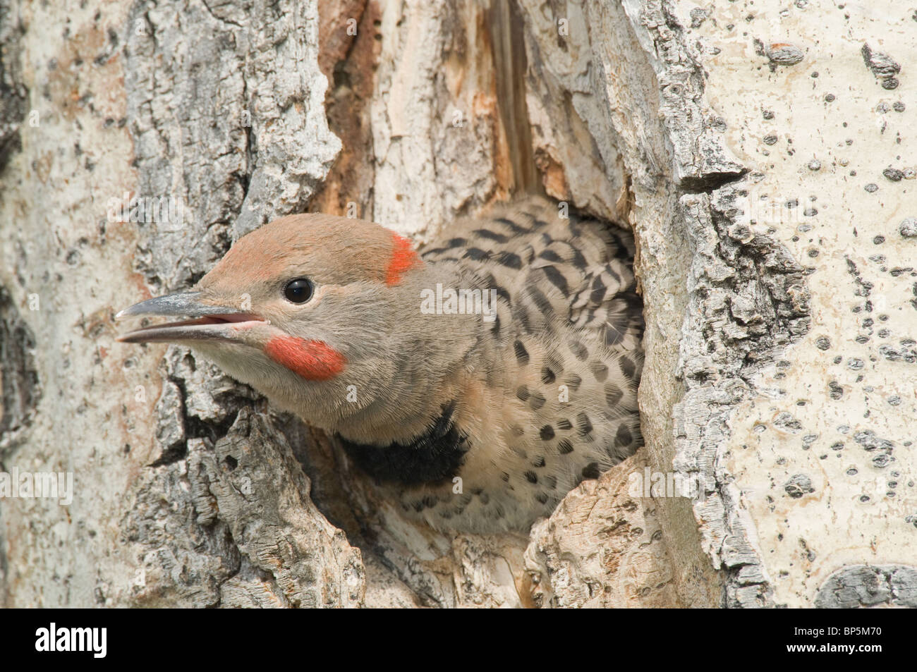 Red-shafted Flicker peering adultes hors de sa cavité de nidification dans un tremble Colaptes auratus British Columbia Canada Banque D'Images Red-shafted Flicker peering adultes hors de sa cavité de nidification dans un tremble Colaptes auratus British Columbia Canada Banque D'Images