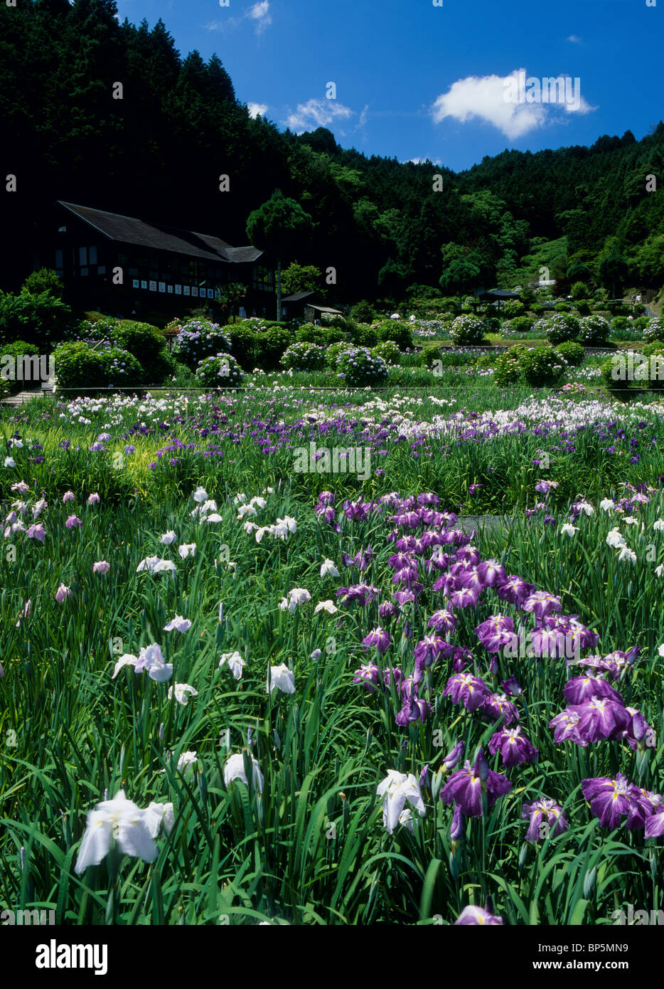 Yagyu Jardin d'Iris, Nara, Nara, Japon Banque D'Images