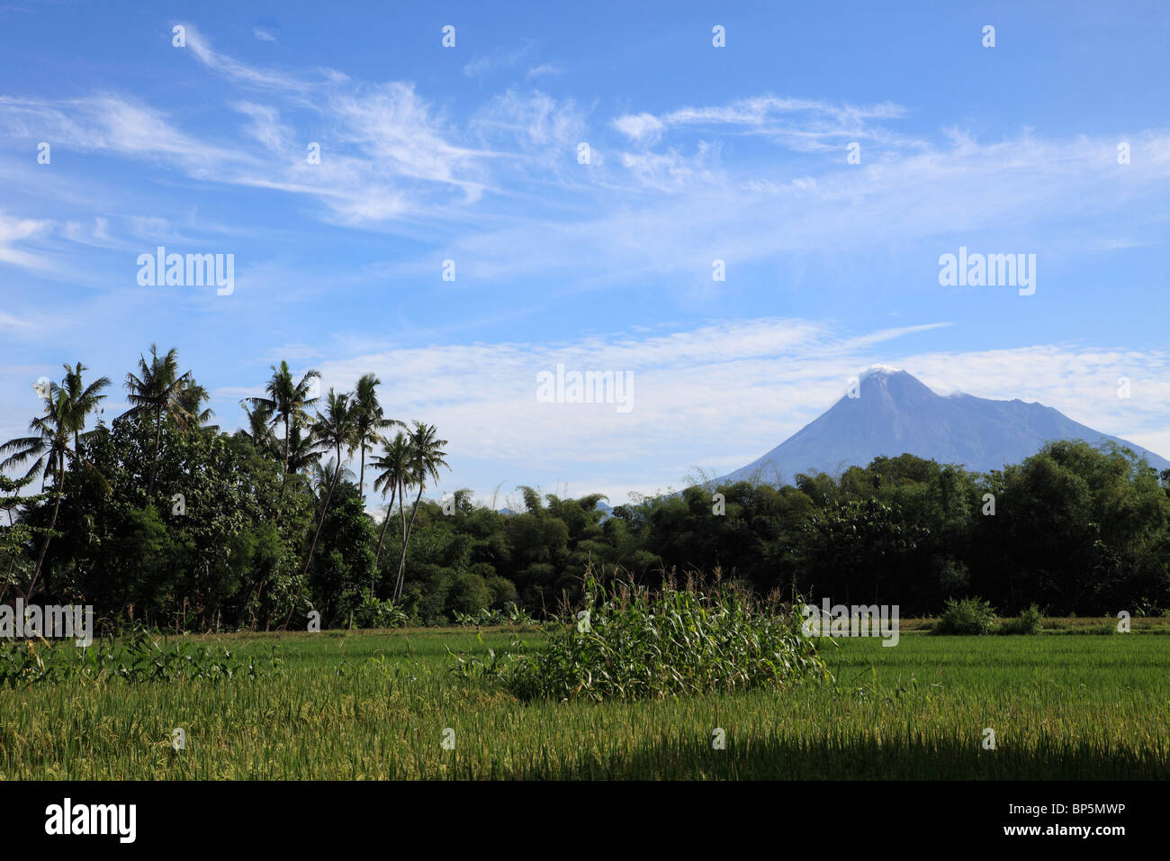 L'Indonésie, Java, Gunung Merapi volcan ; champ de riz ; Banque D'Images