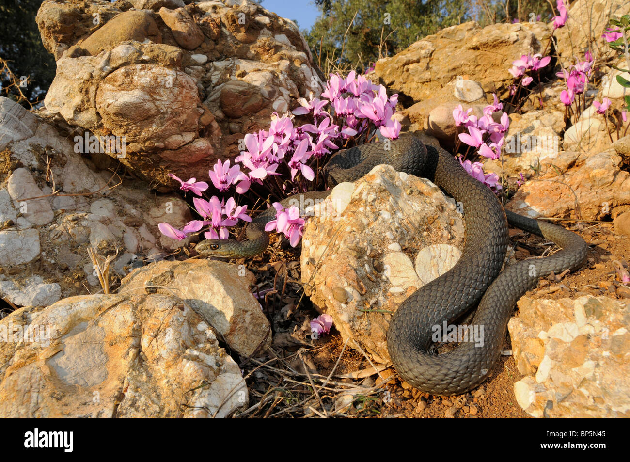 La couleuvre de Montpellier (Malpolon monspessulanus insignitus insignitus, Malpolon), Grec (Sowbread rampante entre Cyclamen graecum) Banque D'Images
