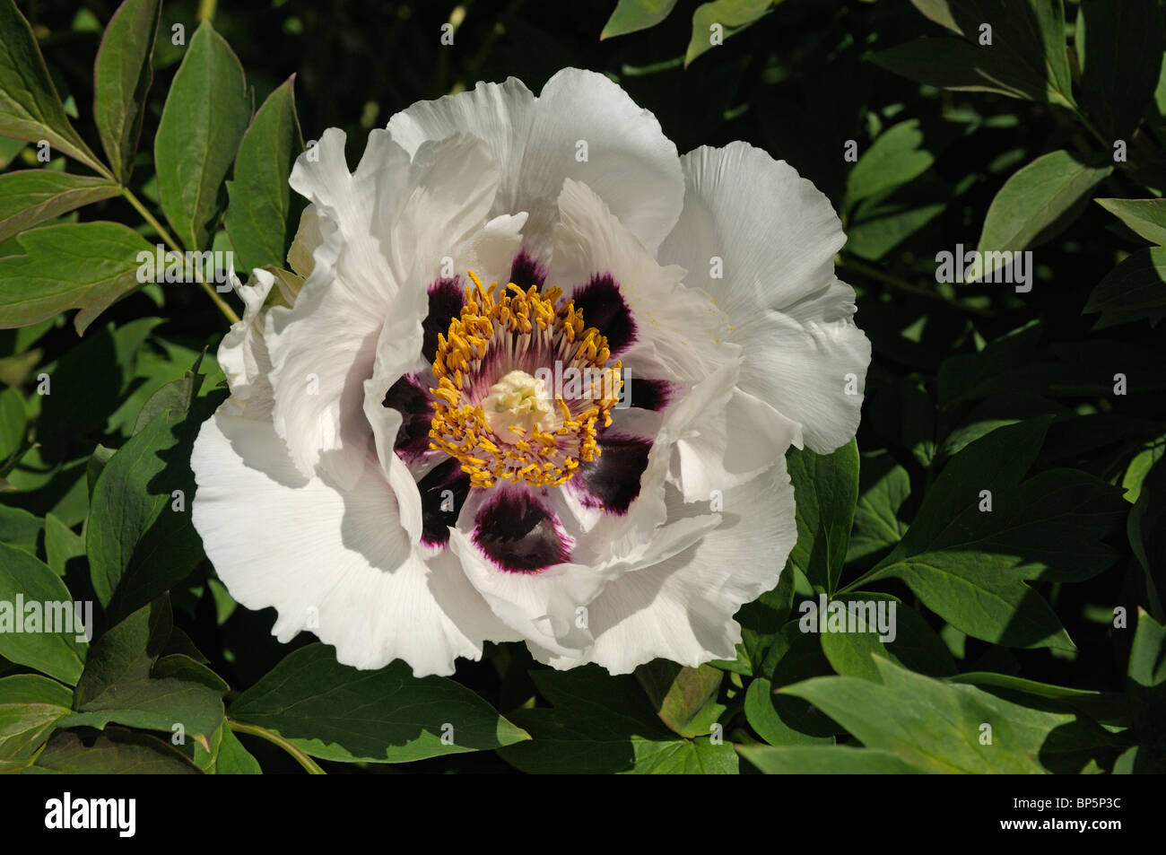 Arbre japonais de la pivoine (Paeonia suffruticosa rockii), fleur. Banque D'Images