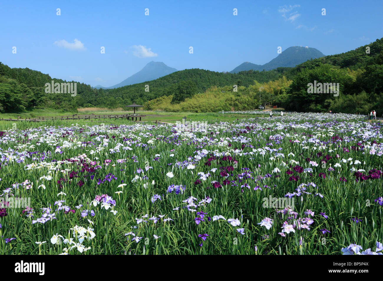 Jardin d'Iris, Beppu, Oita, Japon Banque D'Images