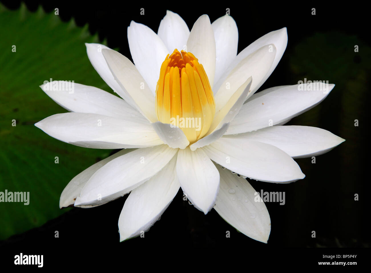 L'Indonésie, Java, près de Borobodur, fleur de lotus, Banque D'Images